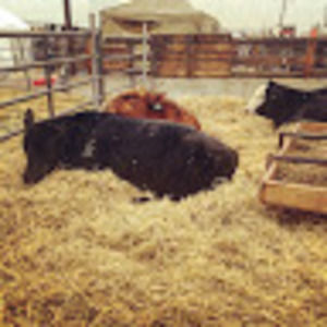 Meet your Posher, Sam